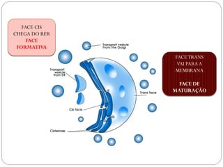 FACE TRANS 
VAI PARA A MEMBRANA 
FACE DE MATURAÇÃO 
FACE CIS 
CHEGA DO RER 
FACE FORMATIVA  