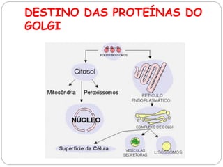 DESTINO DAS PROTEÍNAS DO GOLGI 
 