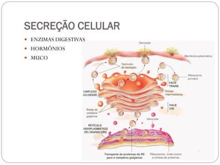 SECREÇÃO CELULAR 
ENZIMAS DIGESTIVAS 
HORMÔNIOS 
MUCO 
 