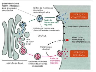 SECREÇÃO CONSTITUTIVA 
SECREÇÃO REGULADA  