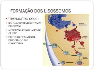 FORMAÇÃO DOS LISOSSOMOS 
“BROTAM” DO GOLGI 
BOLSAS CONTENDO ENZIMAS DIGESTIVAS 
MEMBRANA COM BOMBAS DE Cl - E H+ 
DIGESTÃO DE MATERIAL FAGOCITADO OU PINOCITADO 
 