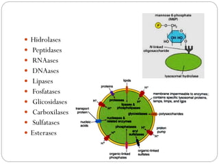 Hidrolases 
 Peptidases 
 RNAases 
 DNAases 
 Lipases 
 Fosfatases 
 Glicosidases 
 Carboxilases 
 Sulfatases 
Esterases  
