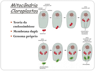 Mitocôndria e Cloroplastos 
Teoria da endossimbiose 
Membrana dupla 
Genoma próprio 
 