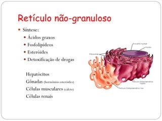 Retículo não-granuloso 
Síntese: 
Ácidos graxos 
Fosfolipídeos 
Esteróides 
Detoxificação de drogas 
Hepatócitos 
Gônadas (hormônios esteróides) 
Células musculares (cálcio) 
Células renais  