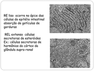 RE liso ocorre no ápice das 
células do epitélio intestinal 
absorção de gotículas de 
gorduras 
REL extenso células 
secretoras de esteróides 
Ex.: células secretoras de 
hormônios do córtex da 
glândula supra-renal 
 