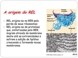 A origem do REL 
-REL origina-se no RER pela perda de seus ribossomos 
-REL origina-se de proteínas que, sintetizadas pelo RER, migram através da membrana deste até as extremidades e sofrem a adição de lipídios crescendo e formando novas membranas.  
