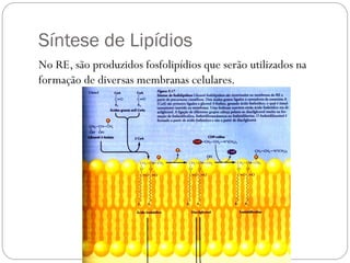 Síntese de Lipídios 
No RE, são produzidos fosfolipídios que serão utilizados na formação de diversas membranas celulares.  