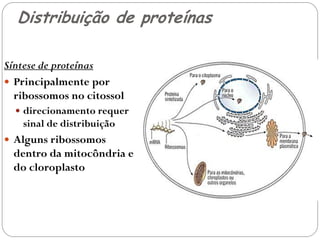Distribuição de proteínas 
Síntese de proteínas 
Principalmente por ribossomos no citossol 
direcionamento requer sinal de distribuição 
Alguns ribossomos dentro da mitocôndria e do cloroplasto 
 
