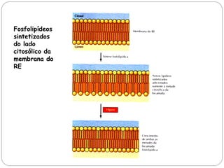 Fosfolipídeos sintetizados do lado citosólico da membrana do RE  