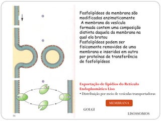 Fosfolipídeos da membrana são modificados enzimaticamente 
A membrana da vesícula formada contem uma composição distinta daquela da membrana na qual ela brotou 
Fosfolipídeos podem ser fisicamente removidos de uma membrana e inseridos em outra por proteínas de transferência de fosfolipídeos 
Exportação de lipídios do Retículo Endoplasmático Liso 
• Distribuição por meio de vesículas transportadoras 
GOLGI 
MEMBRANA 
LISOSSOMOS  