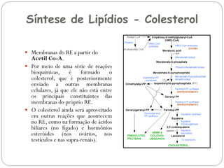 Síntese de Lipídios - Colesterol 
Membranas do RE a partir do Acetil Co-A. 
Por meio de uma série de reações bioquímicas, é formado o colesterol, que é posteriormente enviado a outras membranas celulares, já que ele não está entre os principais constituintes das membranas do próprio RE. 
O colesterol ainda será aproveitado em outras reações que acontecem no RE, como na formação de ácidos biliares (no fígado) e hormônios esteróides (nos ovários, nos testículos e nas supra-renais).  