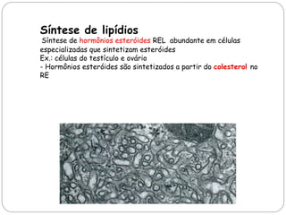 Síntese de lipídios 
Síntese de hormônios esteróides REL abundante em células 
especializadas que sintetizam esteróides 
Ex.: células do testículo e ovário 
- Hormônios esteróides são sintetizados a partir do colesterol no 
RE 
 