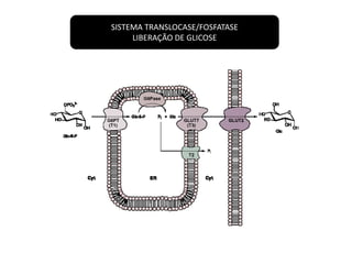 SISTEMA TRANSLOCASE/FOSFATASE 
LIBERAÇÃO DE GLICOSE  