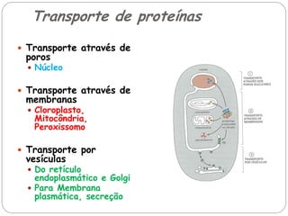 Transporte de proteínas 
Transporte através de poros 
Núcleo 
Transporte através de membranas 
Cloroplasto, Mitocôndria, Peroxissomo 
Transporte por vesículas 
Do retículo endoplasmático e Golgi 
Para Membrana plasmática, secreção  