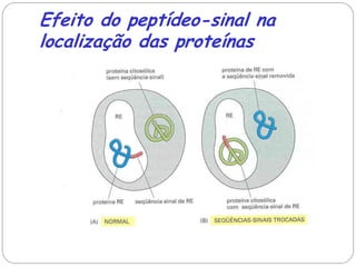 Efeito do peptídeo-sinal na localização das proteínas  