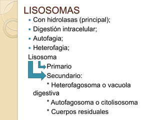 LISOSOMAS
 Con hidrolasas (principal);
 Digestión intracelular;
 Autofagia;
 Heterofagia;
Lisosoma
      Primario
      Secundario:
      * Heterofagosoma o vacuola
  digestiva
      * Autofagosoma o citolisosoma
      * Cuerpos residuales
 