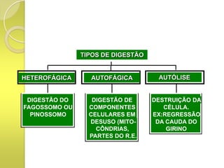 TIPOS DE DIGESTÃO


HETEROFÁGICA     AUTOFÁGICA         AUTÓLISE


 DIGESTÃO DO      DIGESTÃO DE      DESTRUIÇÃO DA
FAGOSSOMO OU     COMPONENTES          CÉLULA.
  PINOSSOMO      CELULARES EM      EX:REGRESSÃO
                 DESUSO (MITO-      DA CAUDA DO
                   CÔNDRIAS,           GIRINO
                 PARTES DO R.E.
 