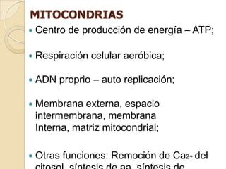 MITOCONDRIAS
   Centro de producción de energía – ATP;

   Respiración celular aeróbica;

   ADN proprio – auto replicación;

   Membrana externa, espacio
    intermembrana, membrana
    Interna, matriz mitocondrial;

   Otras funciones: Remoción de Ca2+ del
 