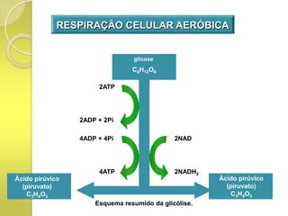 RESPIRAÇÃO CELULAR AERÓBICA


                                glicose
                                C6H12O6

                      2ATP




                 2ADP + 2Pi

                 4ADP + 4Pi                  2NAD




                      4ATP                   2NADH2
Ácido pirúvico                                        Ácido pirúvico
  (piruvato)                                            (piruvato)
    C3H4O3                                                C3H4O3
                     Esquema resumido da glicólise.
 