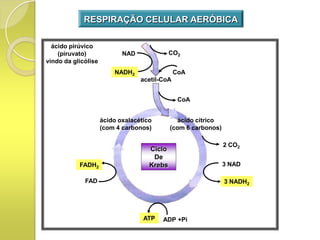 RESPIRAÇÃO CELULAR AERÓBICA

  ácido pirúvico
    (piruvato)              NAD              CO2
vindo da glicólise
                         NADH2                 CoA
                                  acetil-CoA


                                                CoA


                     ácido oxalacético          ácido cítrico
                     (com 4 carbonos)        (com 6 carbonos)

                                                                2 CO2
                                     Ciclo
                                      De
           FADH2                     Krebs                      3 NAD

             FAD                                                3 NADH2




                                   ATP   ADP +Pi
 