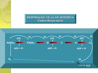 RESPIRAÇÃO CELULAR AERÓBICA
                        Cadeia Respiratória




                  2é       2é              2é   2é                2é
         ATP                        ATP                ATP

NADH2             FADH2         B           C   A                 A3

       ADP + Pi                 ADP + Pi             ADP + Pi



 H2+                                                  2é
                                                 1
                                                 2   O2
                                                                H2O
 