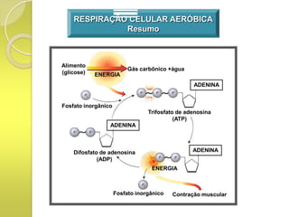 RESPIRAÇÃO CELULAR AERÓBICA
              Resumo



Alimento
                          Gás carbônico +água
(glicose)   ENERGIA
                                                 ADENINA


Fosfato inorgânico
                                 Trifosfato de adenosina
                                           (ATP)
                 ADENINA



    Difosfato de adenosina                       ADENINA
             (ADP)
                                  ENERGIA



                     Fosfato inorgânico   Contração muscular
 