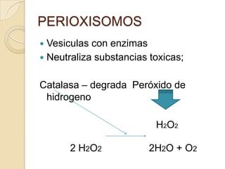 PERIOXISOMOS
 Vesiculas con enzimas
 Neutraliza substancias toxicas;


Catalasa – degrada Peróxido de
 hidrogeno

                          H 2O 2

      2 H2O2             2H2O + O2
 