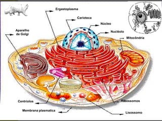 Ergastoplasma

                                      Carioteca
                                                  Núcleo

Aparelho                                               Nucléolo
de Golgi
                                                                  Mitocôndria




 Centríolos                                                  Ribossomos


    Membrana plasmatica
                                                                  Lisossomo
 