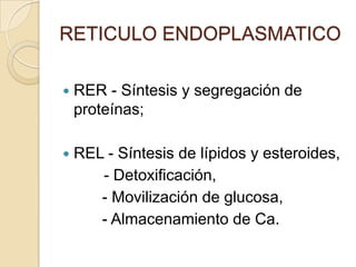RETICULO ENDOPLASMATICO

   RER - Síntesis y segregación de
    proteínas;

   REL - Síntesis de lípidos y esteroides,
       - Detoxificación,
       - Movilización de glucosa,
       - Almacenamiento de Ca.
 