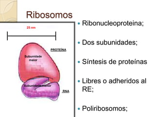 Ribosomos
 25 nm
                              Ribonucleoproteina;

                              Dos subunidades;
               PROTEÍNA

Subunidade
  maior
                              Síntesis de proteínas

                              Libres o adheridos al
Subunidade menor
                     RNA       RE;

                              Poliribosomos;
 
