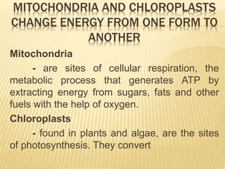Endomembrane system (from Biology 8th edition by Campbell et al.)