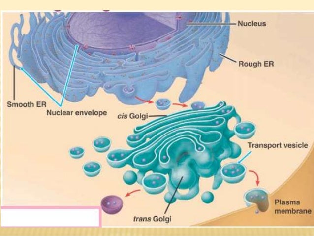 Endomembrane system (from Biology 8th edition by Campbell