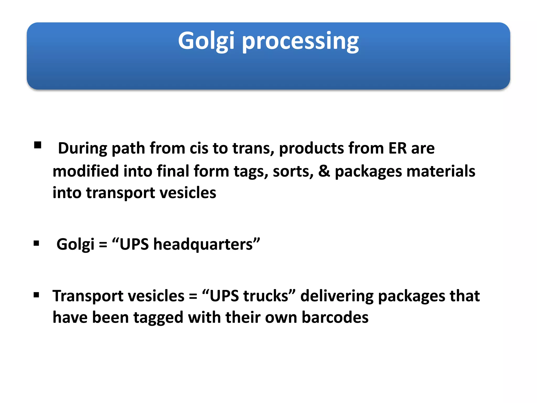 Golgi processing
 During path from cis to trans, products from ER are
modified into final form tags, sorts, & packages materials
into transport vesicles
 Golgi = “UPS headquarters”
 Transport vesicles = “UPS trucks” delivering packages that
have been tagged with their own barcodes
 