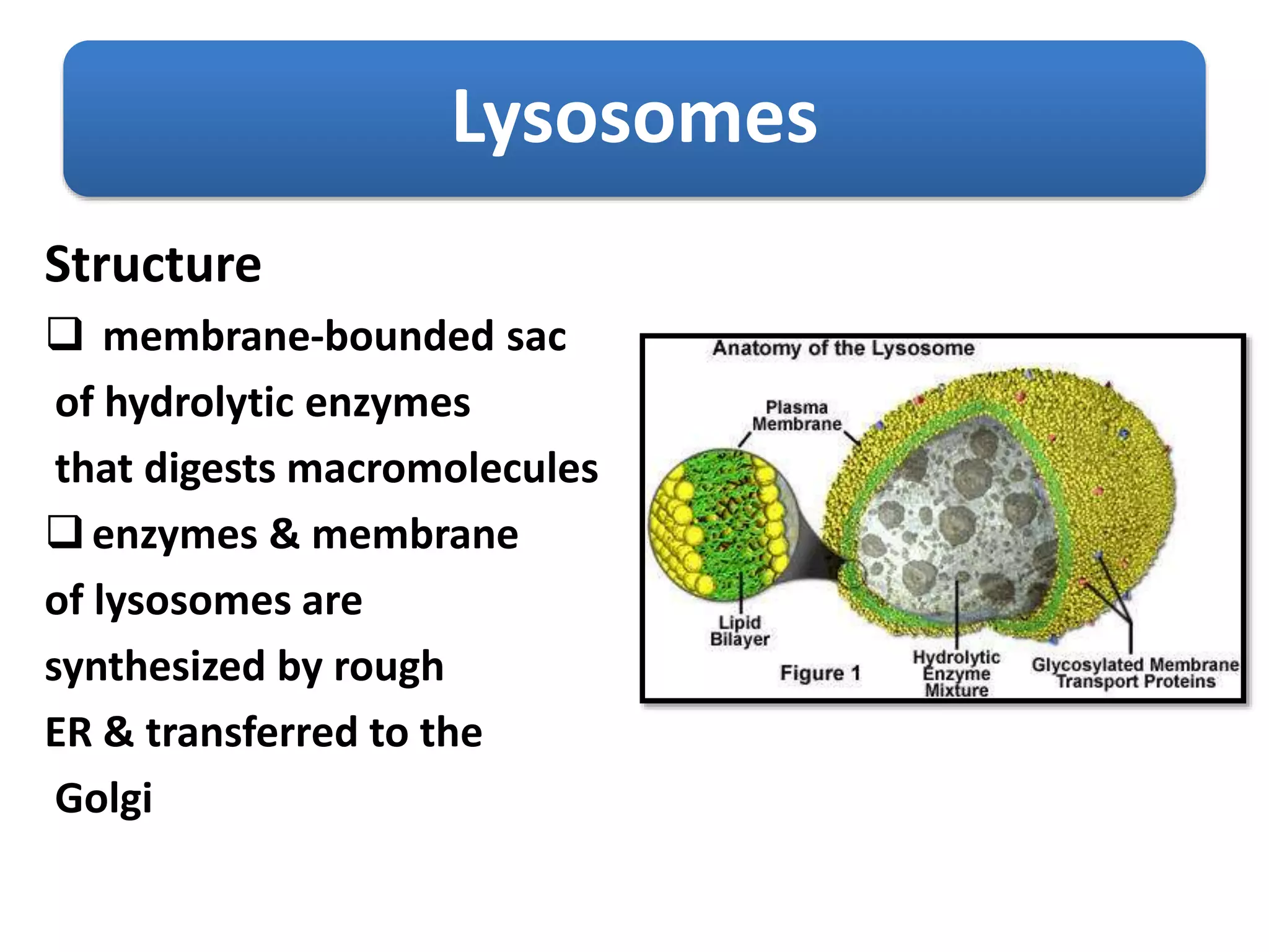 Lysosomes
Structure
 membrane-bounded sac
of hydrolytic enzymes
that digests macromolecules
enzymes & membrane
of lysosomes are
synthesized by rough
ER & transferred to the
Golgi
 
