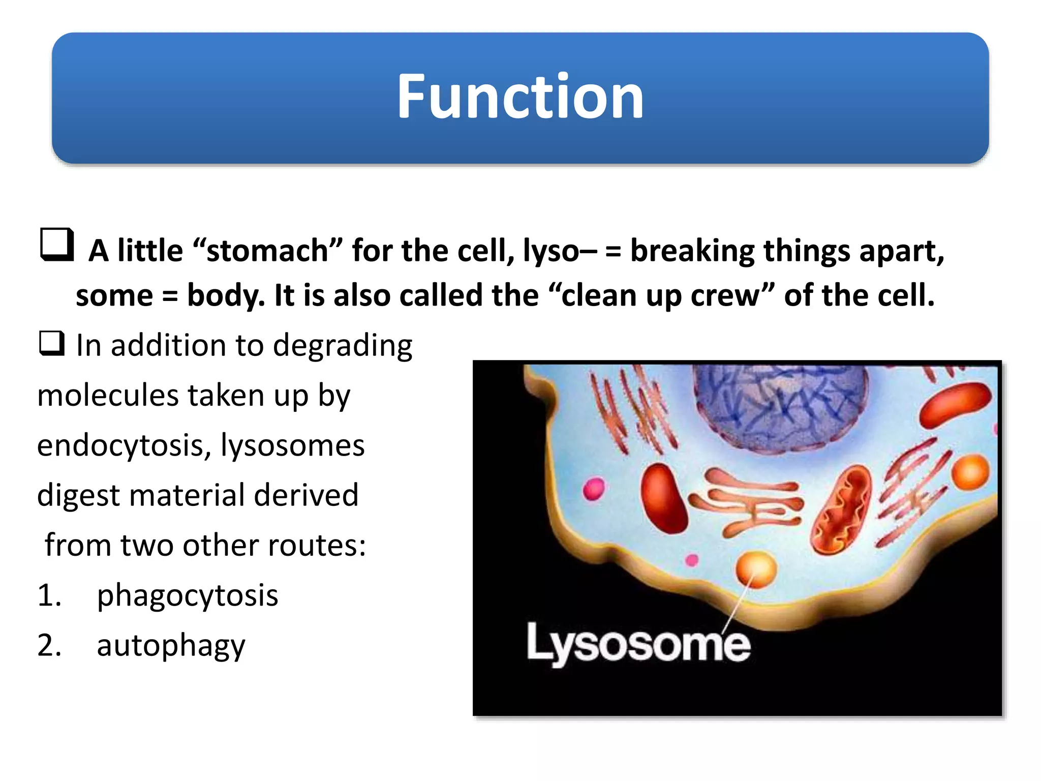Function
 A little “stomach” for the cell, lyso– = breaking things apart,
some = body. It is also called the “clean up crew” of the cell.
 In addition to degrading
molecules taken up by
endocytosis, lysosomes
digest material derived
from two other routes:
1. phagocytosis
2. autophagy
 