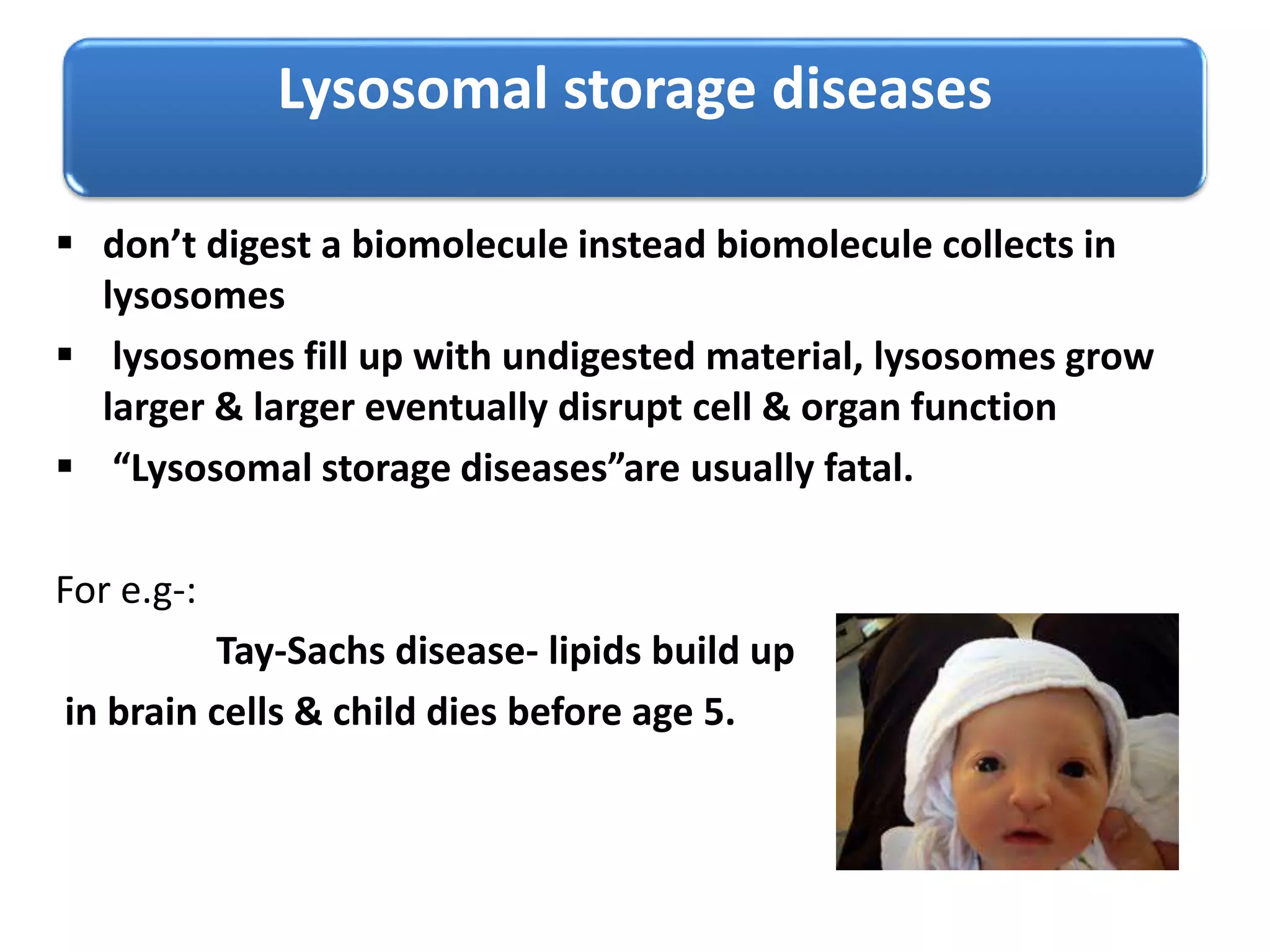 Lysosomal storage diseases
 don’t digest a biomolecule instead biomolecule collects in
lysosomes
 lysosomes fill up with undigested material, lysosomes grow
larger & larger eventually disrupt cell & organ function
 “Lysosomal storage diseases”are usually fatal.
For e.g-:
Tay-Sachs disease- lipids build up
in brain cells & child dies before age 5.
 