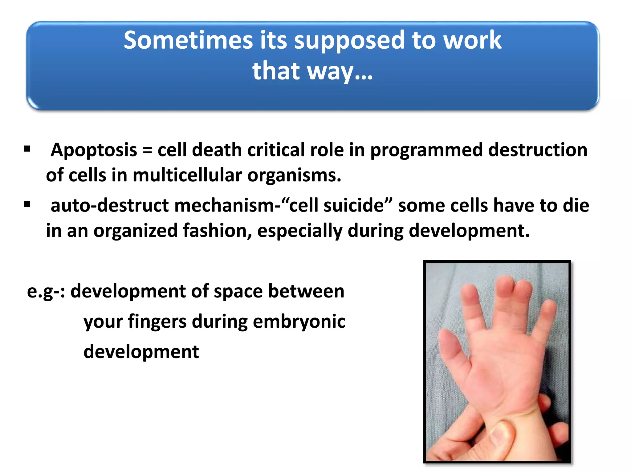 Sometimes its supposed to work
that way…
 Apoptosis = cell death critical role in programmed destruction
of cells in multicellular organisms.
 auto-destruct mechanism-“cell suicide” some cells have to die
in an organized fashion, especially during development.
e.g-: development of space between
your fingers during embryonic
development
 