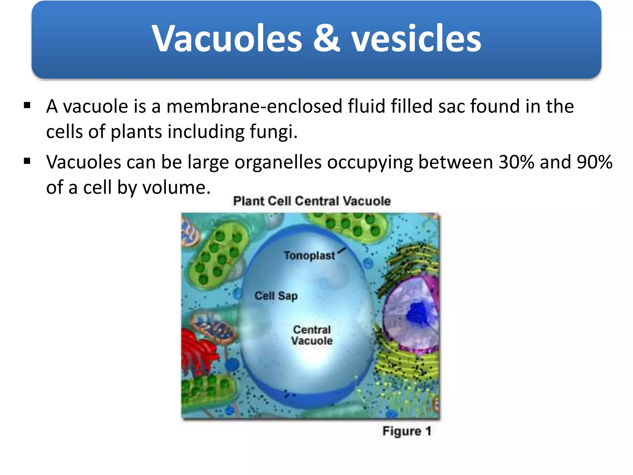Vacuoles & vesicles
 A vacuole is a membrane-enclosed fluid filled sac found in the
cells of plants including fungi.
 Vacuoles can be large organelles occupying between 30% and 90%
of a cell by volume.
 