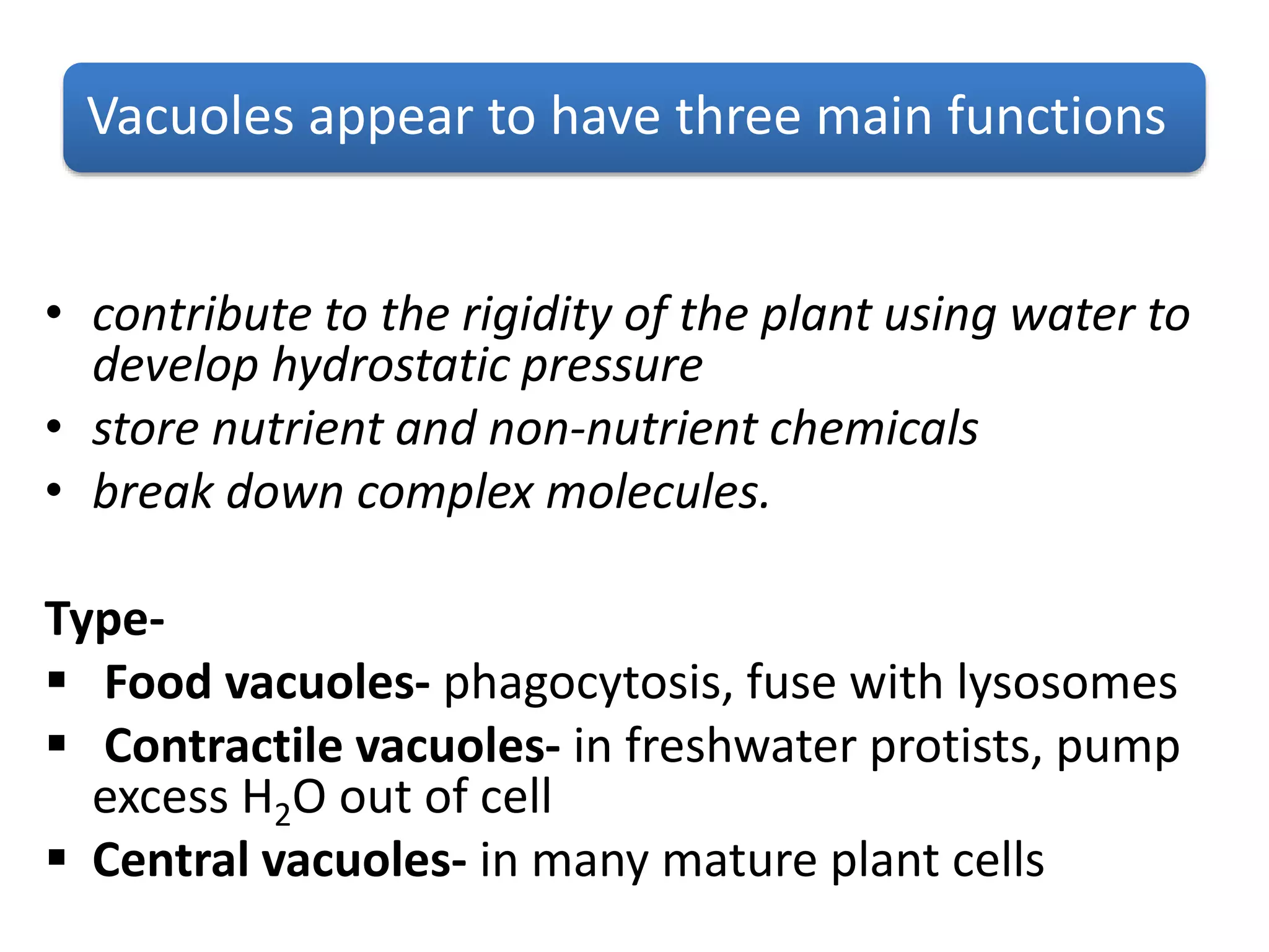 Vacuoles appear to have three main functions
• contribute to the rigidity of the plant using water to
develop hydrostatic pressure
• store nutrient and non-nutrient chemicals
• break down complex molecules.
Type-
 Food vacuoles- phagocytosis, fuse with lysosomes
 Contractile vacuoles- in freshwater protists, pump
excess H2O out of cell
 Central vacuoles- in many mature plant cells
 