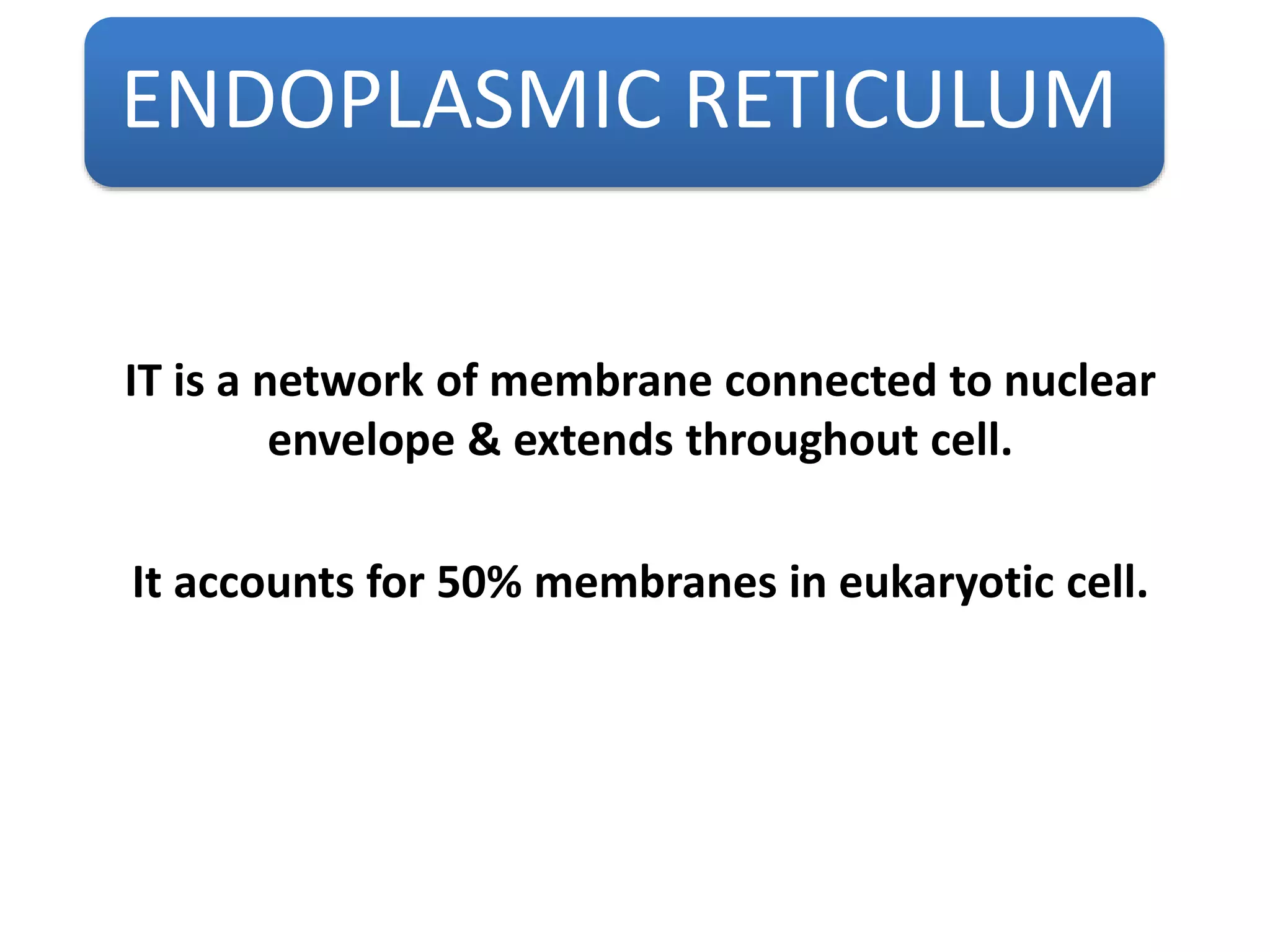 ENDOPLASMIC RETICULUM
IT is a network of membrane connected to nuclear
envelope & extends throughout cell.
It accounts for 50% membranes in eukaryotic cell.
 