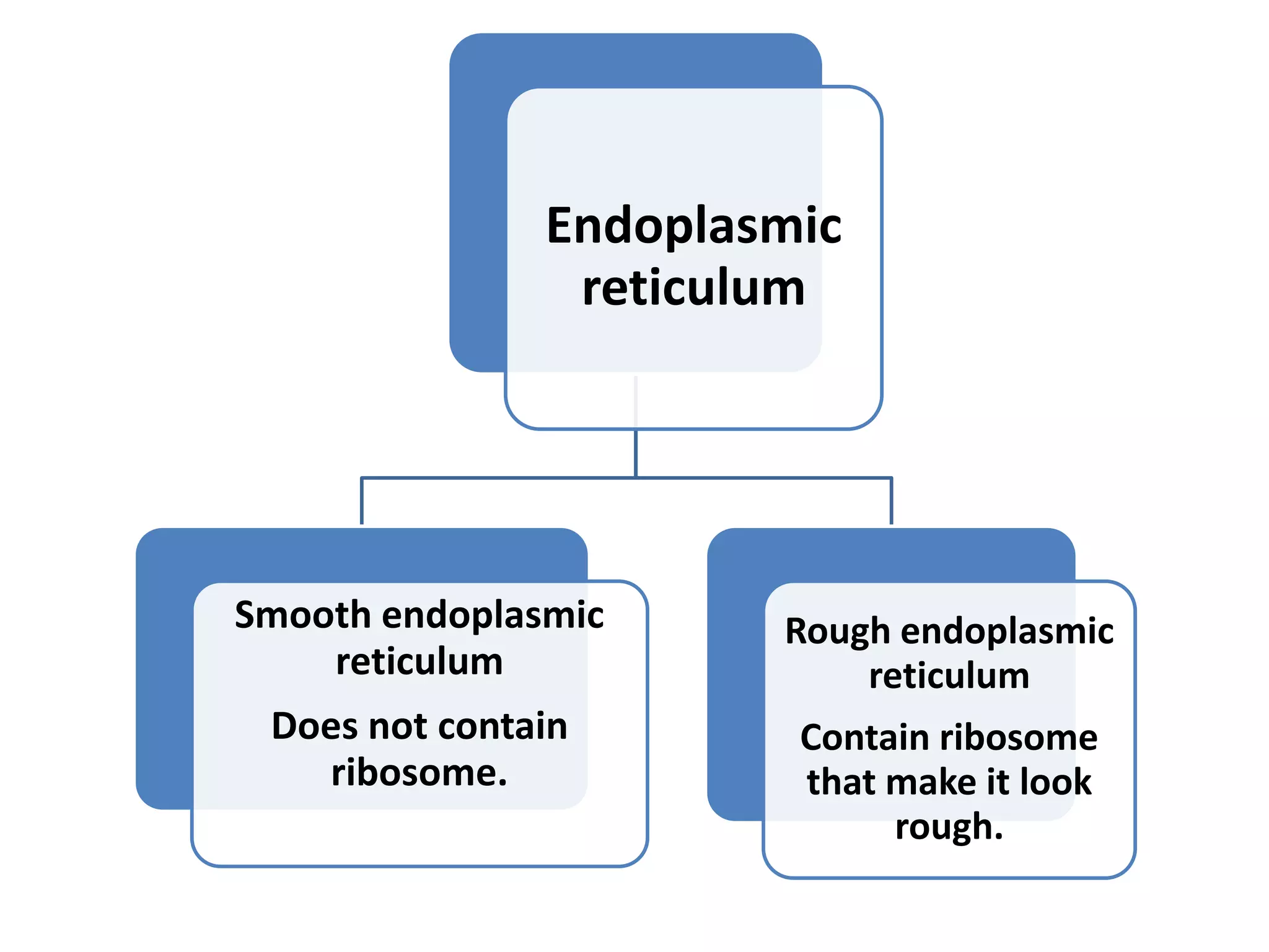 Endoplasmic
reticulum
Smooth endoplasmic
reticulum
Does not contain
ribosome.
Rough endoplasmic
reticulum
Contain ribosome
that make it look
rough.
 
