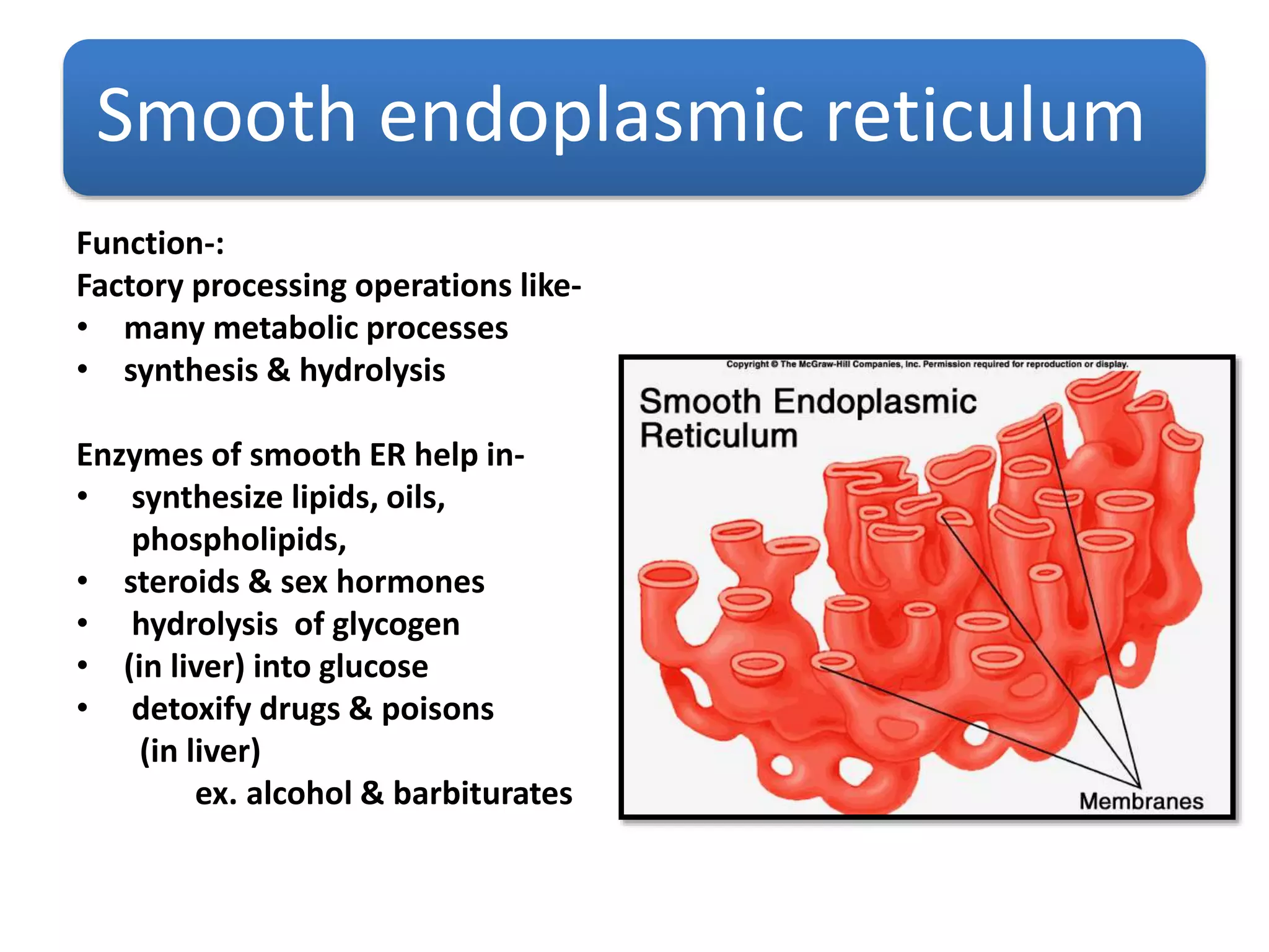 Smooth endoplasmic reticulum
Function-:
Factory processing operations like-
• many metabolic processes
• synthesis & hydrolysis
Enzymes of smooth ER help in-
• synthesize lipids, oils,
phospholipids,
• steroids & sex hormones
• hydrolysis of glycogen
• (in liver) into glucose
• detoxify drugs & poisons
(in liver)
ex. alcohol & barbiturates
 