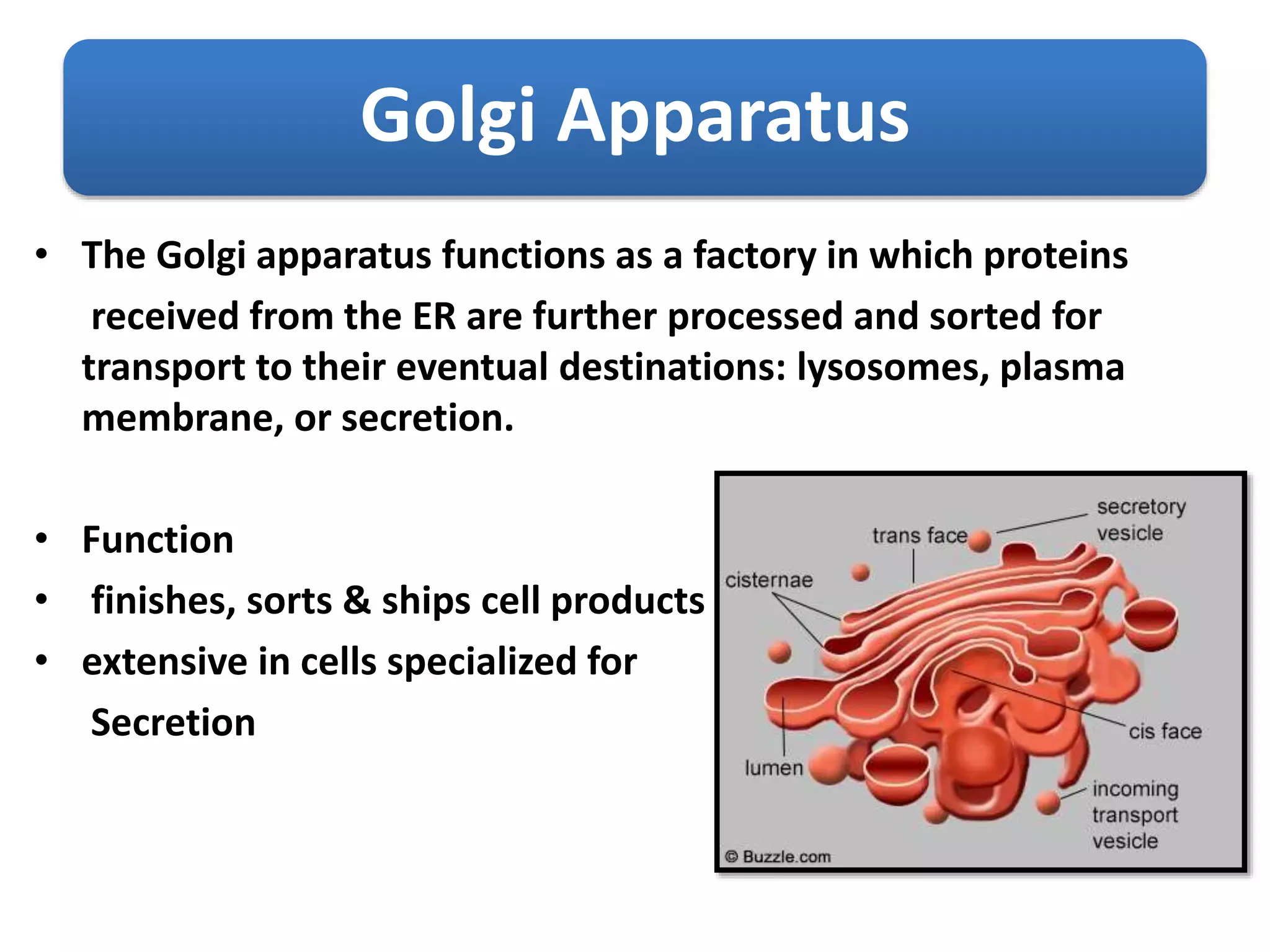 Golgi Apparatus
• The Golgi apparatus functions as a factory in which proteins
received from the ER are further processed and sorted for
transport to their eventual destinations: lysosomes, plasma
membrane, or secretion.
• Function
• finishes, sorts & ships cell products
• extensive in cells specialized for
Secretion
 