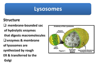 Lysosomes
Structure
 membrane-bounded sac
of hydrolytic enzymes
that digests macromolecules
enzymes & membrane
of lysosomes are
synthesized by rough
ER & transferred to the
Golgi
 