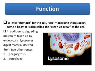 Function
 A little “stomach” for the cell, lyso– = breaking things apart,
some = body. It is also called the “clean up crew” of the cell.
 In addition to degrading
molecules taken up by
endocytosis, lysosomes
digest material derived
from two other routes:
1. phagocytosis
2. autophagy
 