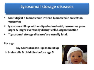 Lysosomal storage diseases
 don’t digest a biomolecule instead biomolecule collects in
lysosomes
 lysosomes fill up with undigested material, lysosomes grow
larger & larger eventually disrupt cell & organ function
 “Lysosomal storage diseases”are usually fatal.
For e.g-:
Tay-Sachs disease- lipids build up
in brain cells & child dies before age 5.
 