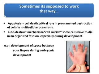 Sometimes its supposed to work
that way…
 Apoptosis = cell death critical role in programmed destruction
of cells in multicellular organisms.
 auto-destruct mechanism-“cell suicide” some cells have to die
in an organized fashion, especially during development.
e.g-: development of space between
your fingers during embryonic
development
 