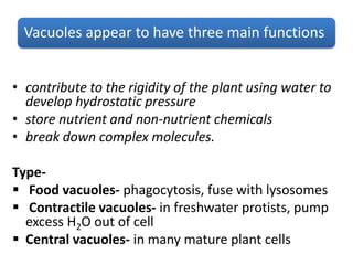 Vacuoles appear to have three main functions
• contribute to the rigidity of the plant using water to
develop hydrostatic pressure
• store nutrient and non-nutrient chemicals
• break down complex molecules.
Type-
 Food vacuoles- phagocytosis, fuse with lysosomes
 Contractile vacuoles- in freshwater protists, pump
excess H2O out of cell
 Central vacuoles- in many mature plant cells
 