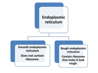 Endoplasmic
reticulum
Smooth endoplasmic
reticulum
Does not contain
ribosome.
Rough endoplasmic
reticulum
Contain ribosome
that make it look
rough.
 