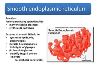 Smooth endoplasmic reticulum
Function-:
Factory processing operations like-
• many metabolic processes
• synthesis & hydrolysis
Enzymes of smooth ER help in-
• synthesize lipids, oils,
phospholipids,
• steroids & sex hormones
• hydrolysis of glycogen
• (in liver) into glucose
• detoxify drugs & poisons
(in liver)
ex. alcohol & barbiturates
 